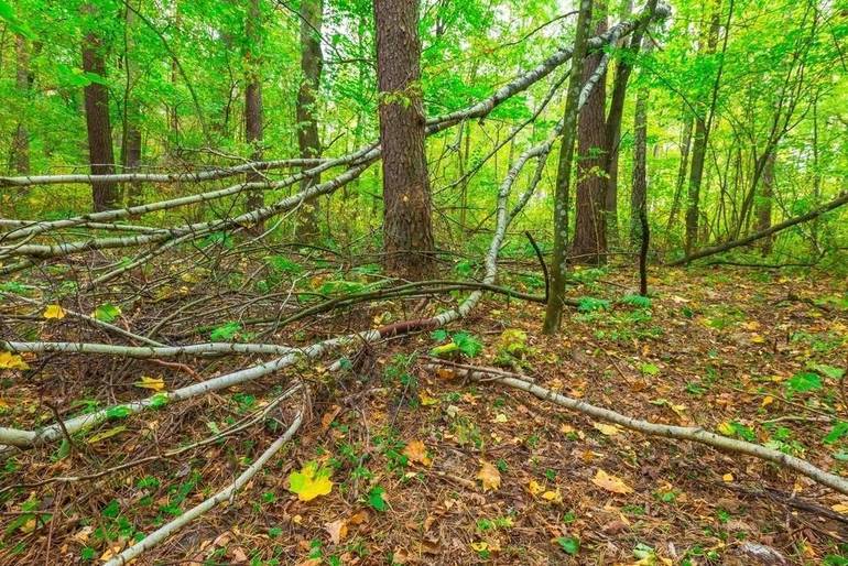South Brunswick Township Brush Pickup from Hurricane Isiais