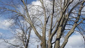 Carousel image 4d0071910b61cd57cfd8 cc46a2d593dc18a66e38 tree bare my backyard