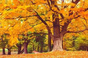 Carousel image f9a517a43b947e81ae83 trees 1