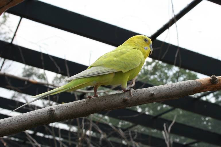 Turtle Back Zoo Animals Never Escaped Social Media News Groups Got It Wrong Madison Nj News Tapinto