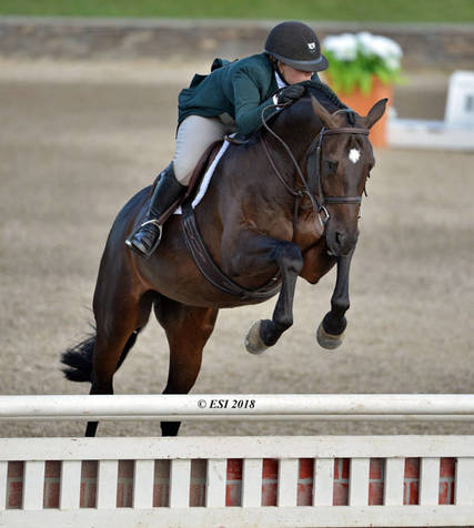 equine health watch: eee reported in monmouth county, n.j.