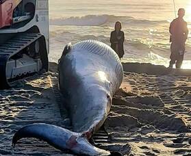Carousel image 503cf6fd26e11eb6c5a5 best crop d2a9455a2147615c5ee2 whale   lavalette nj