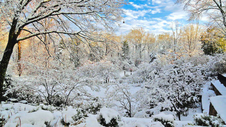 Winter Garden Summit Arboretum Hosts Slate Of January Activities